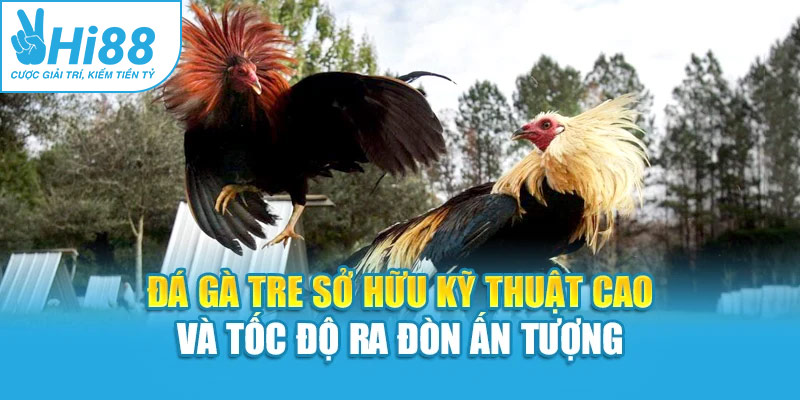 Đá gà tre sở hữu kỹ thuật cao và tốc độ ra đòn ấn tượng