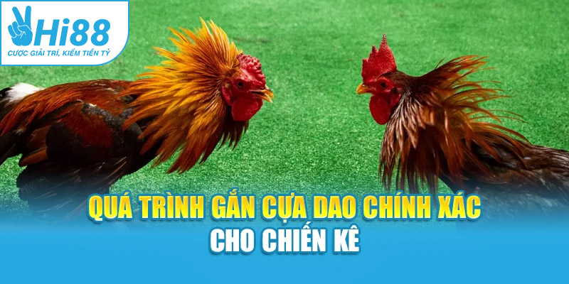 Quá trình gắn cựa dao chính xác cho chiến kê