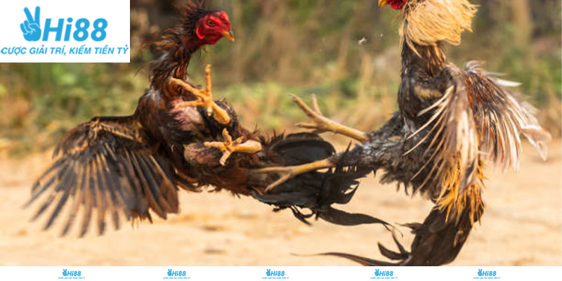 Chất lượng truyền hình hình ảnh chiến kê trực tiếp chuẩn 4K