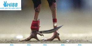 Giới thiệu sảnh game đá gà cựa dao Hi88 đẳng cấp