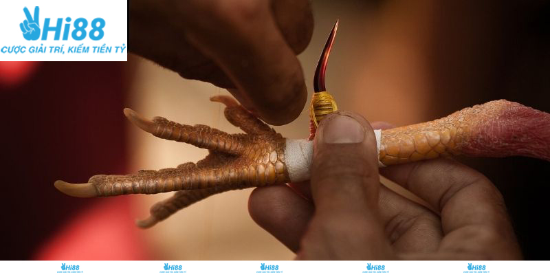 Kinh nghiệm thắng lớn của đá gà cựa dao tại Hi88