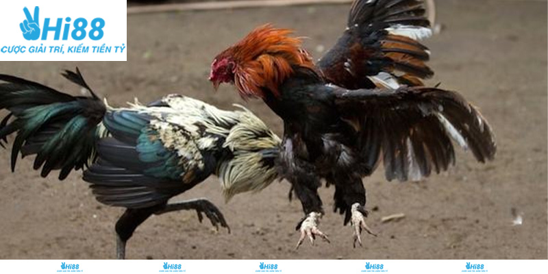Giới thiệu về đá gà trực tiếp Hi88