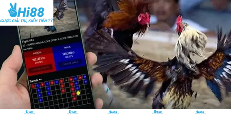 Giới thiệu về sảnh đá gà tre Hi88