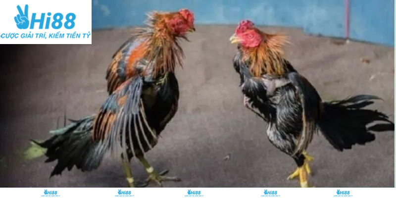 Giới thiệu về sảnh đá gà Thomo Hi88