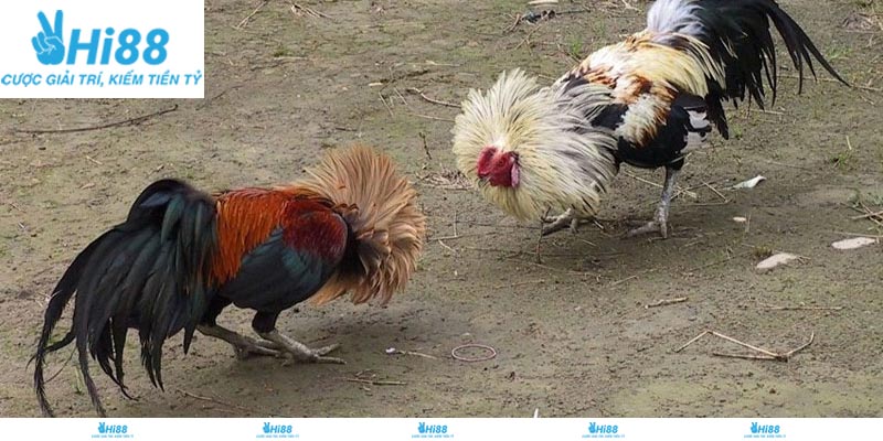 Kinh nghiệm xem và đánh giá chiến kê tại đá gà 4K Hi88