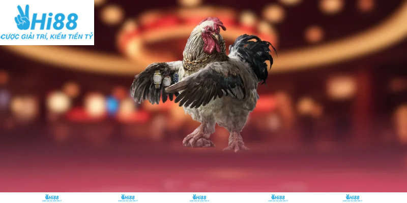 Thống kê trận đá gà trực tiếp Hi88, hỗ trợ phân tích