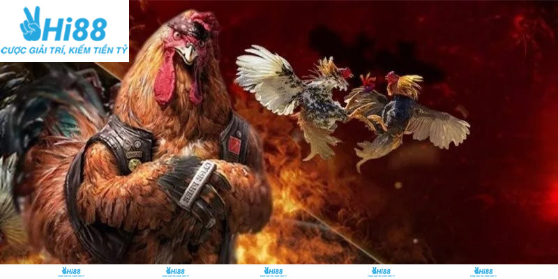 Ưu điểm khi tham gia đá gà cựa sắt tại Hi88